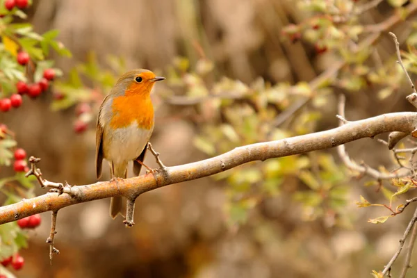 The European robin is a species of passerine bird in the Muscicapidae family. — Zdjęcie stockowe
