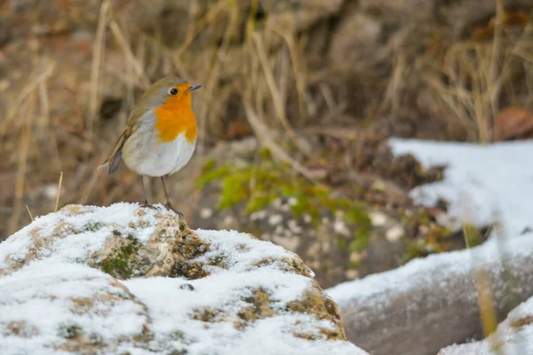 The European robin is a species of passerine bird in the Muscicapidae family. — Photo