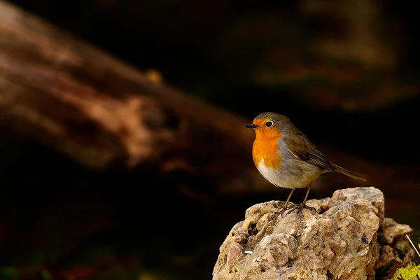 The European robin is a species of passerine bird in the Muscicapidae family. — Zdjęcie stockowe