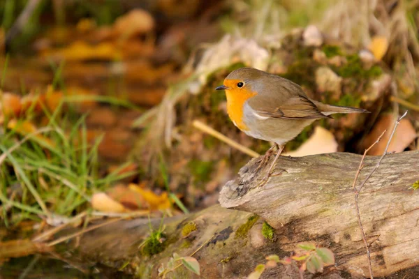 The European robin is a species of passerine bird in the Muscicapidae family. — Foto de Stock