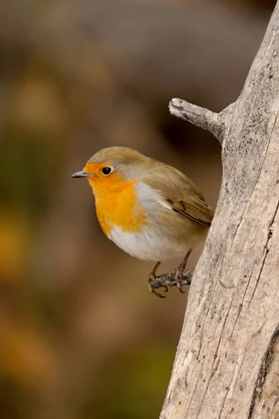 The European robin is a species of passerine bird in the Muscicapidae family. — Stock Photo, Image