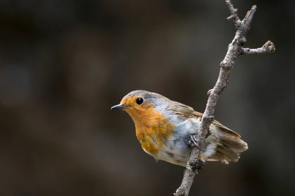The European robin is a species of passerine bird in the Muscicapidae family. — Stock Fotó