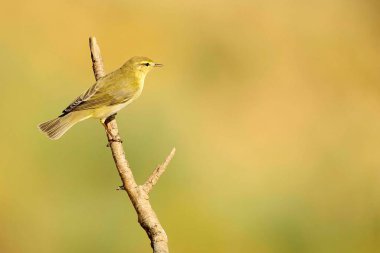 The common mosquito net is a species of passerine bird in the Phylloscopidae family.