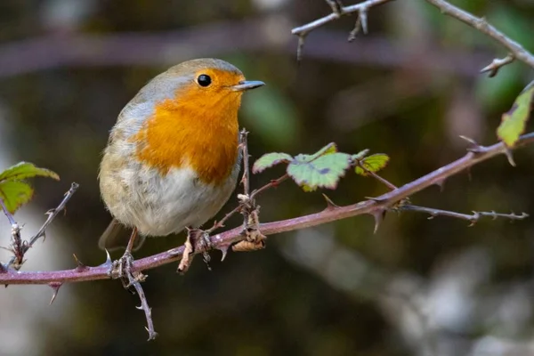 The European robin is a species of passerine bird in the Muscicapidae family. — стоковое фото