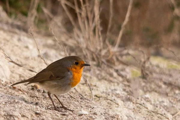 The European robin is a species of passerine bird in the Muscicapidae family. — Stock Photo, Image