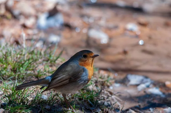 The European robin is a species of passerine bird in the Muscicapidae family. — Zdjęcie stockowe
