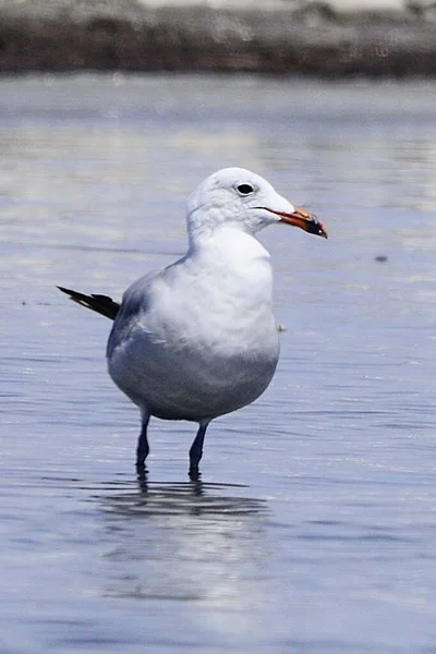 NidoAudouins gull is a species of Charadriiform bird in the Laridae family. — Zdjęcie stockowe