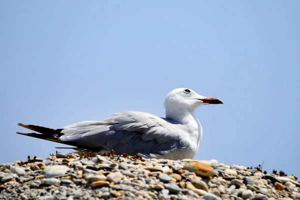 NidoAudouins gull is a species of Charadriiform bird in the Laridae family. — Fotografia de Stock