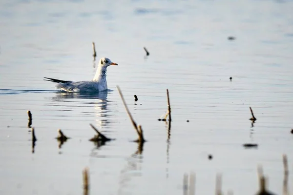 The tridactyl gull is a species of caradriform bird in the Laridae family. — стокове фото