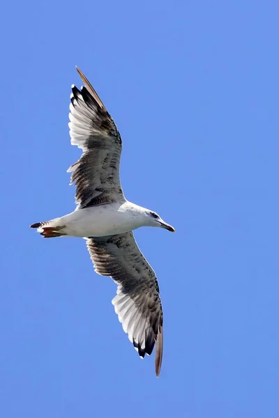 The tridactyl gull is a species of caradriform bird in the Laridae family. — Zdjęcie stockowe