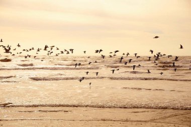 The Eurasian oystercatcher is a species of caradriform bird in the Haematopodidae family.