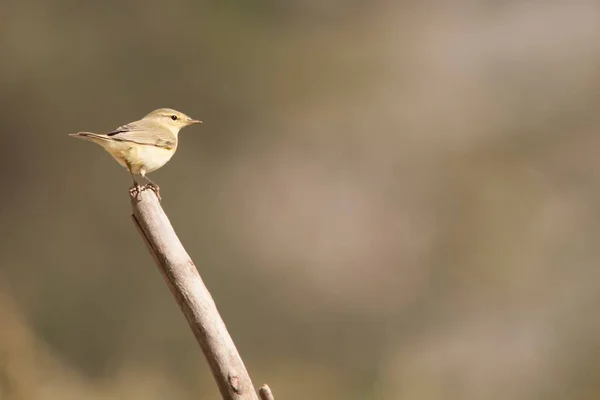 The common mosquito net is a species of passerine bird in the Phylloscopidae family. — Fotografia de Stock