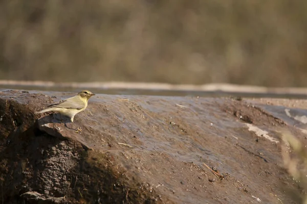 La mosquitera común es una especie de ave paseriforme de la familia Phylloscopidae.. — Foto de Stock