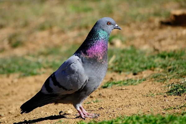 La paloma de roca o paloma doméstica, es una especie de ave columbiforme. —  Fotos de Stock