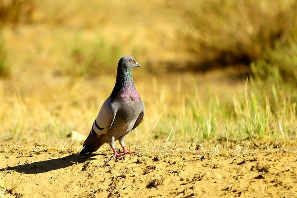 Le pigeon de roche ou pigeon domestique, est une espèce d'oiseau colombiforme. — Photo
