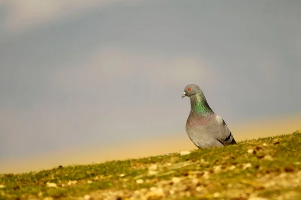 岩鳩（英語: rock poid,国内鳩）は、鳥類の一種。. — ストック写真