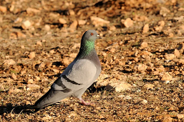 Die Felsentaube oder Haustaube, ist eine Art kolumbiforme Vogel. — Stockfoto