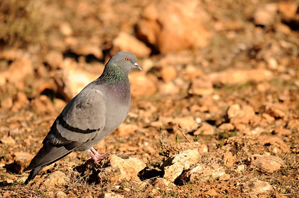 岩鳩（英語: rock poid,国内鳩）は、鳥類の一種。. — ストック写真