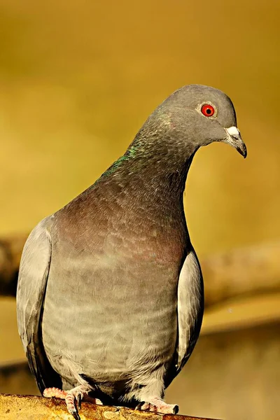 Il piccione di roccia o piccione domestico, è una specie di uccello columbiforme. — Foto Stock