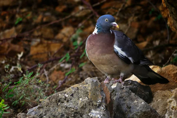 The wood pigeon is a species of columbiform bird in the Columbidae family. — ストック写真