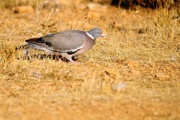 The wood pigeon is a species of columbiform bird in the Columbidae family. — стокове фото