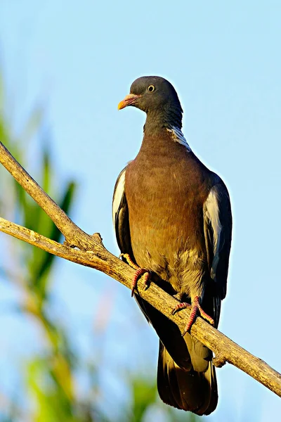 The wood pigeon is a species of columbiform bird in the Columbidae family. — Zdjęcie stockowe