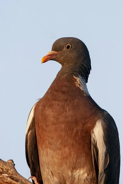 The wood pigeon is a species of columbiform bird in the Columbidae family. — Stockfoto