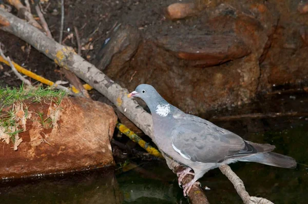 The wood pigeon is a species of columbiform bird in the Columbidae family. — ストック写真