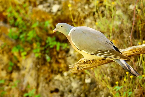 The wood pigeon is a species of columbiform bird in the Columbidae family. — стокове фото