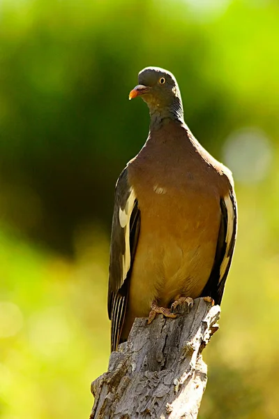 The wood pigeon is a species of columbiform bird in the Columbidae family. — Stockfoto