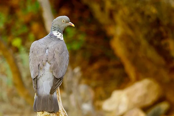 木鳩（木鳩）は、コロンブス科の鳥類の一種。. — ストック写真