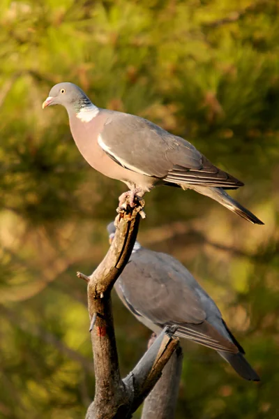 The wood pigeon is a species of columbiform bird in the Columbidae family. — Stock Fotó
