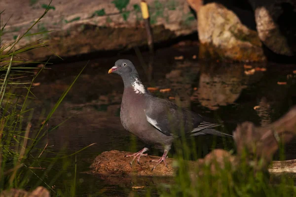 The wood pigeon is a species of columbiform bird in the Columbidae family. — 스톡 사진