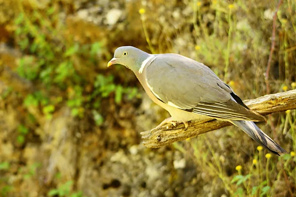木鳩（木鳩）は、コロンブス科の鳥類の一種。. — ストック写真