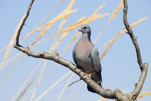 The stock pigeon is a species of columbiform bird in the Columbidae family. — 图库照片