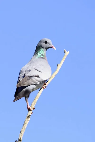 The stock pigeon is a species of columbiform bird in the Columbidae family. — Foto Stock