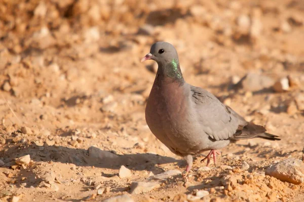 コウモリ（コウモリ）は、コロンブス科の鳥類の一種である。. — ストック写真