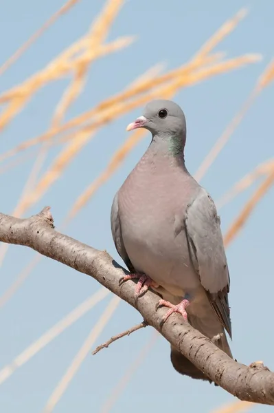 The stock pigeon is a species of columbiform bird in the Columbidae family. — 图库照片