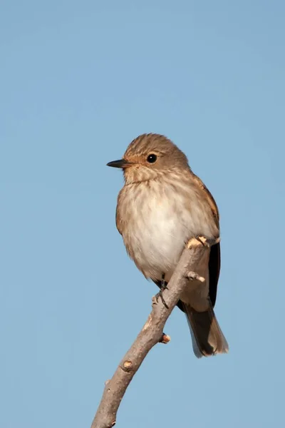 The gray flycatcher is a species of passerine bird in the Muscicapidae family. — стокове фото