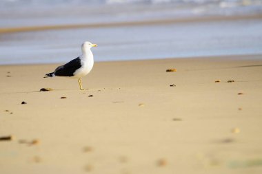 The shadow gull is a species of Charadriiform bird in the Laridae family.