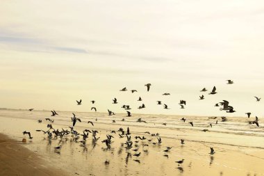 The shadow gull is a species of Charadriiform bird in the Laridae family.
