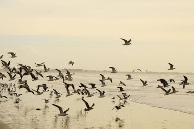 The shadow gull is a species of Charadriiform bird in the Laridae family.