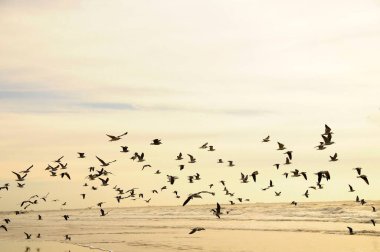 The shadow gull is a species of Charadriiform bird in the Laridae family.
