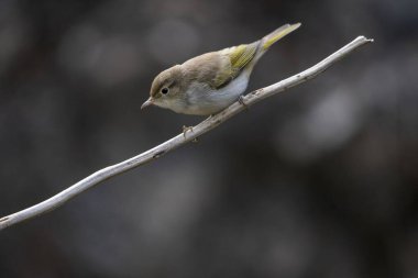 The papialbo mosquito is a species of passerine bird in the Phylloscopidae family