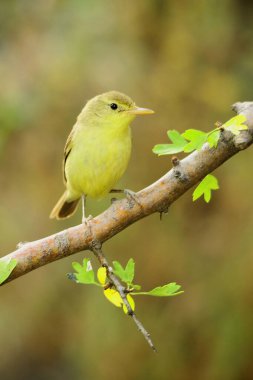 The papialbo mosquito is a species of passerine bird in the Phylloscopidae family