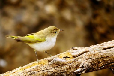 The papialbo mosquito is a species of passerine bird in the Phylloscopidae family