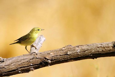The papialbo mosquito is a species of passerine bird in the Phylloscopidae family
