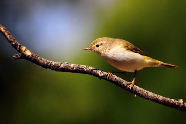 The papialbo mosquito is a species of passerine bird in the Phylloscopidae family