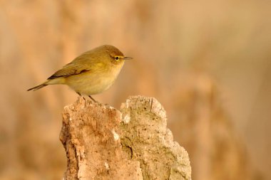 The papialbo mosquito is a species of passerine bird in the Phylloscopidae family