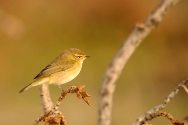The papialbo mosquito is a species of passerine bird in the Phylloscopidae family